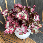 Begonia Magic Colours 'Fandango' - 3 planten/pot