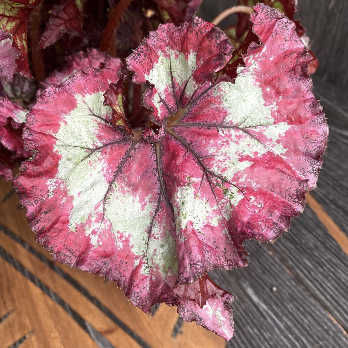 Begonia Magic Colours 'Fandango' - 3 planten/pot