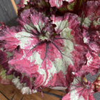 Begonia Magic Colours 'Fandango' - 3 planten/pot