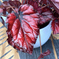 Begonia 'Red Bull' - 3 plants/pot
