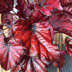 Begonia 'Red Bull' - 3 plants/pot