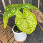 Caladium (babánövény)