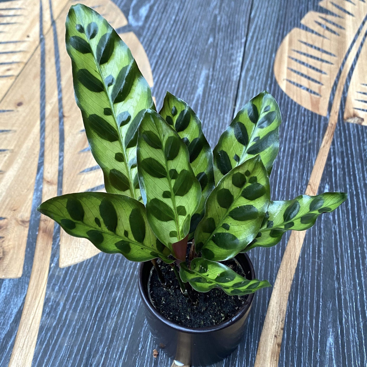 Calathea Lancifolia Insigne (babyplant) - planta paun