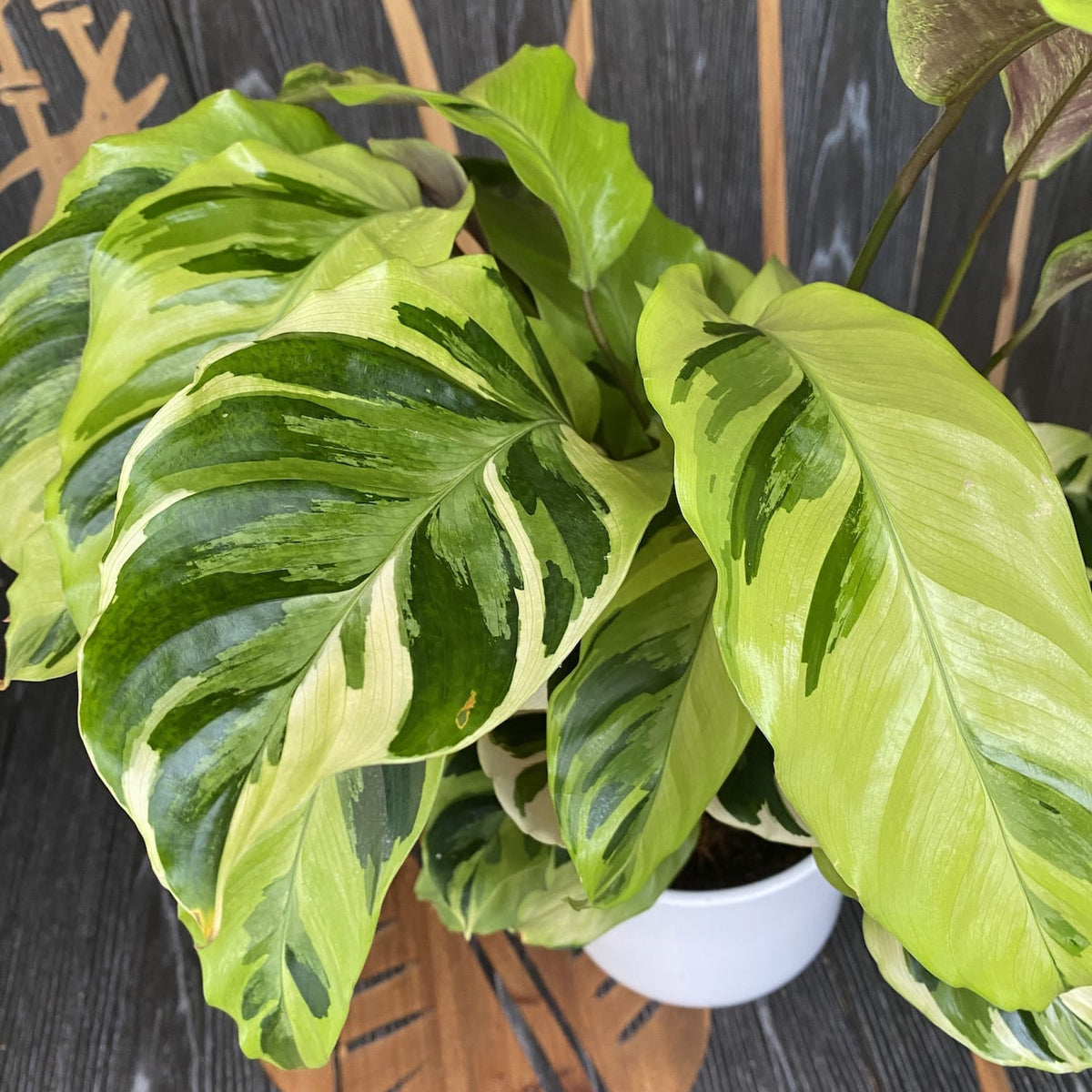 Calathea 'Yellow Fusion'
