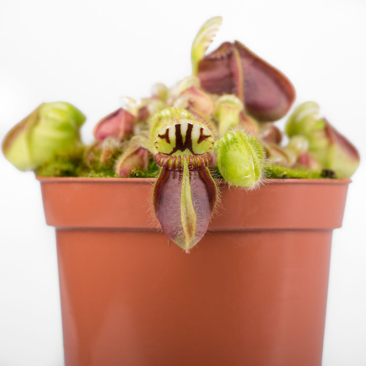 Carnivorous Plant Cephalotus follicularis (baby plant)