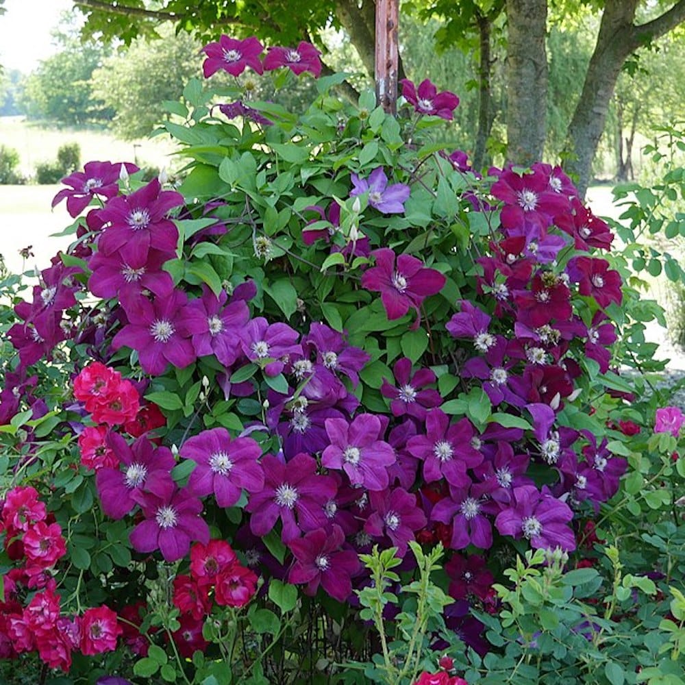 Clematis 'Rouge Cardinal'