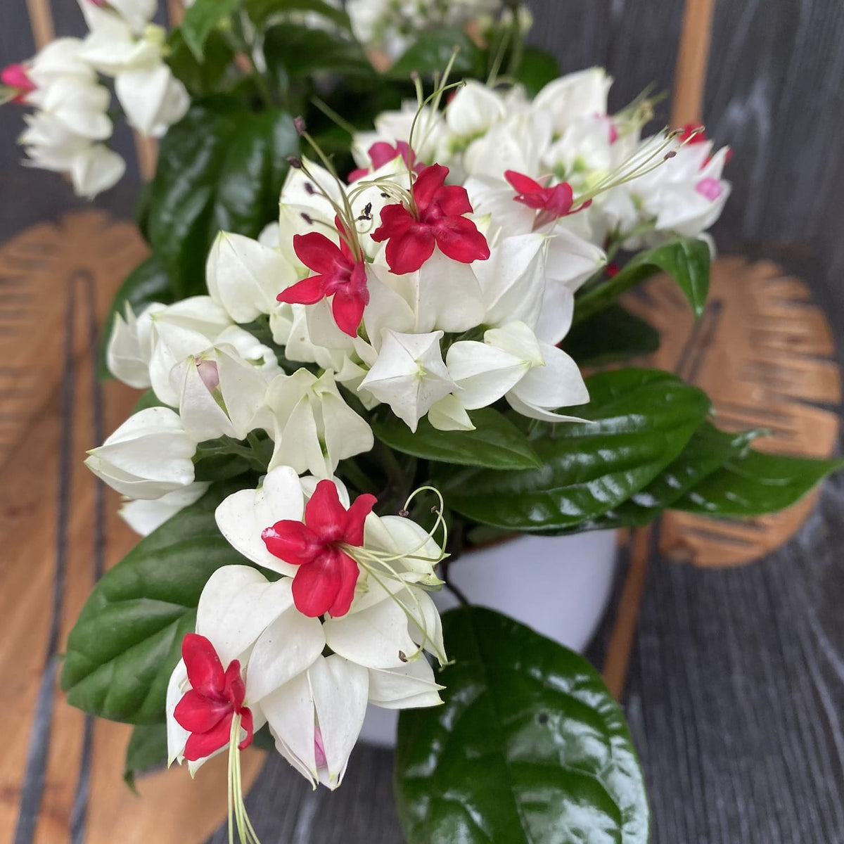 Clerodendrum Thomsoniae (Saignée du Cœur) 2-3 plantes/pot