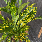 Codiaeum Variegatum Gold Dust (baby plant)