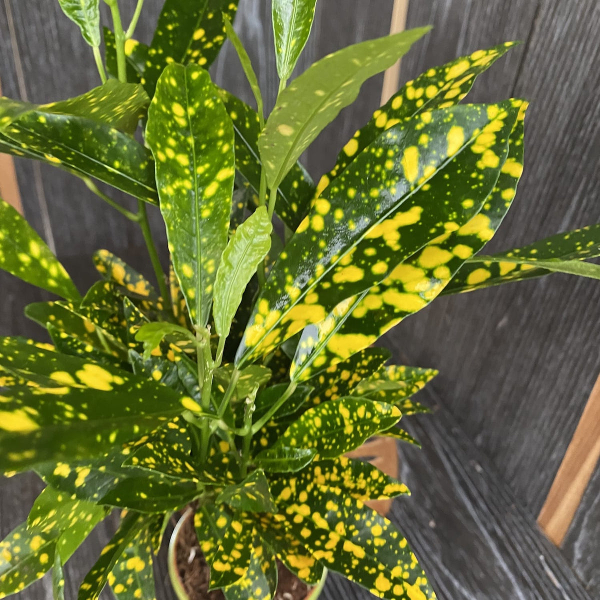 Codiaeum Variegatum Gold Dust (baby plant)