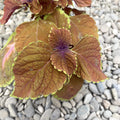 Coleus MS Sunset Boulevard (ortica)