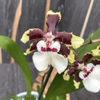 Colmanara Jungle Monarch *profumata