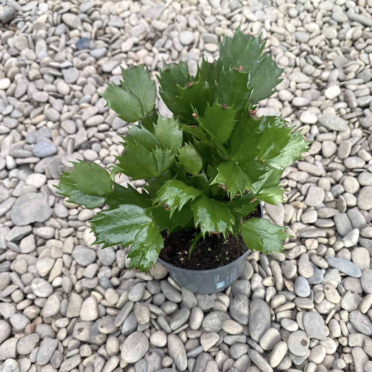 Schlumbergera (Christmas Cactus) without ID