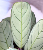 Ctenanthe burle marxii 'Amagris' - planta tropicala cu frunze argintii