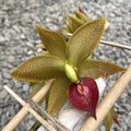 Cycnodes Jumbo Mickey scented - the specimen in the picture