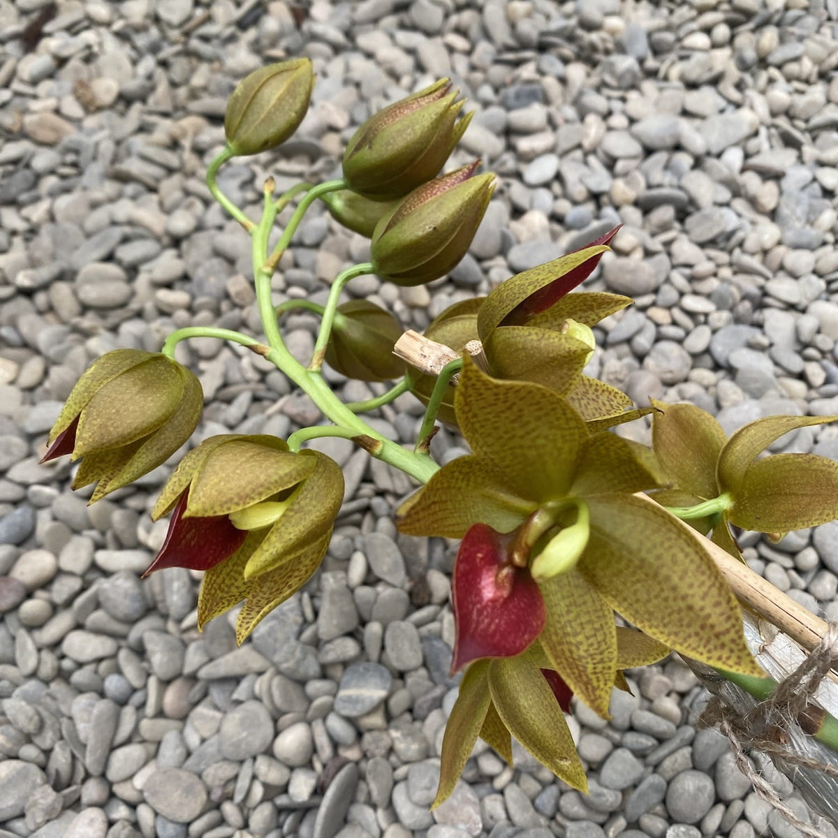 Cycnodes Jumbo Mickey scented - the specimen in the picture