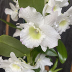 Dendrobium nobile Apollon (flori parfumate)
