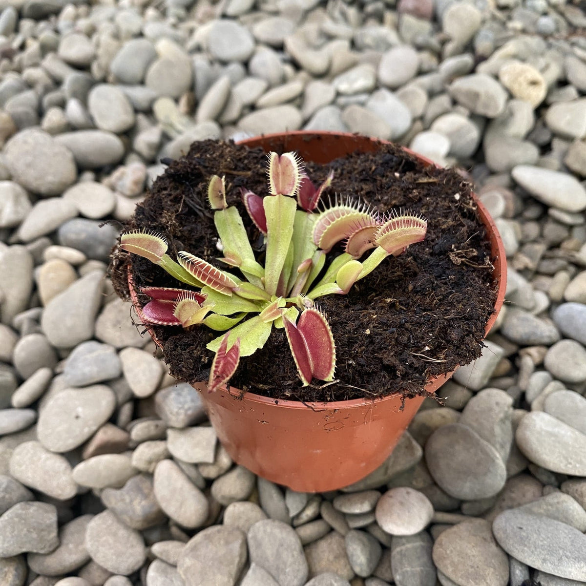 Dionaea muscipula 'Red Dragon' (Attrape-mouche)