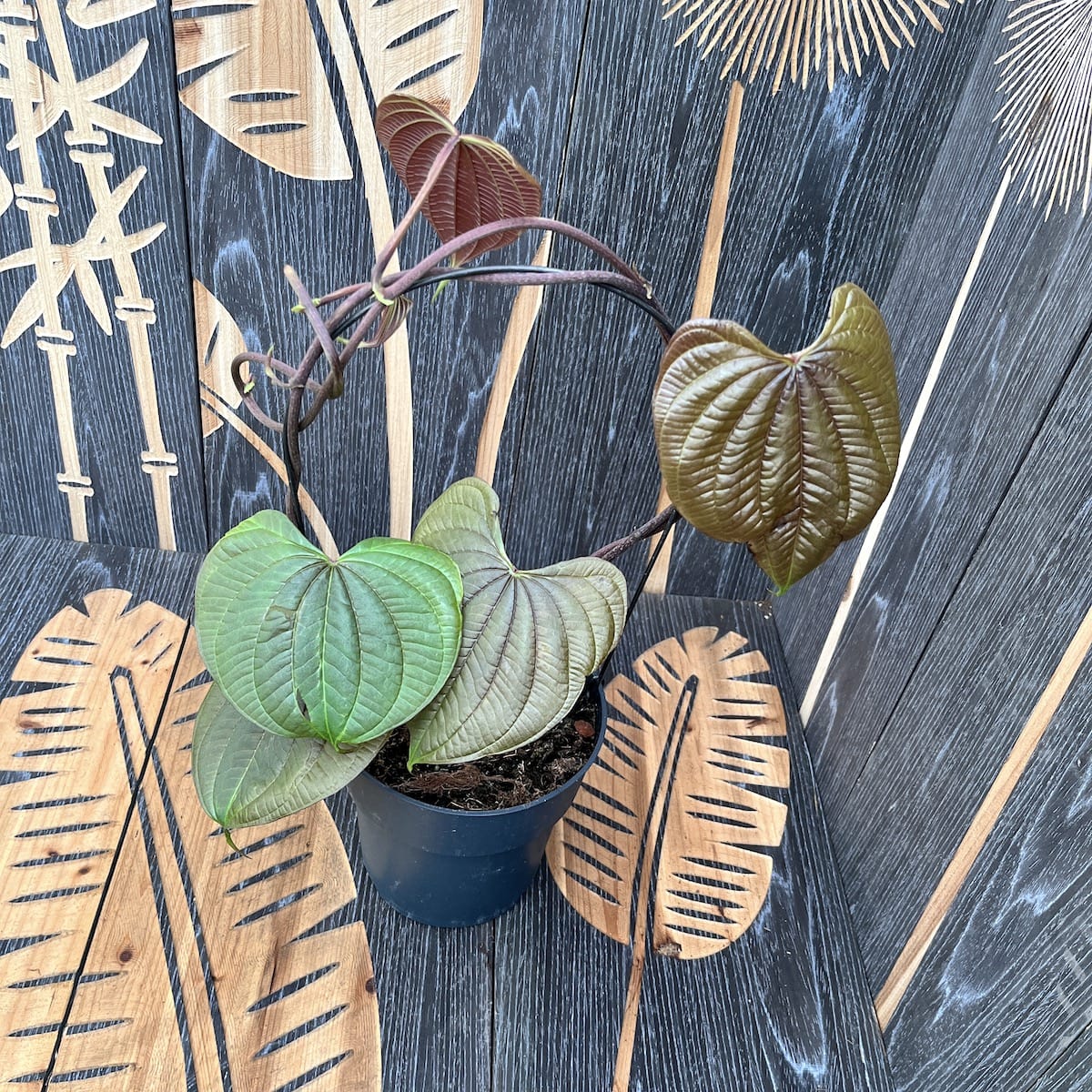 Dioscorea bulbifera - Air Potato plant
