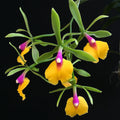 Epicattleya Rene Marques 'Flammenwerfer'