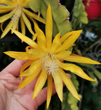 Epiphyllum ‘Fruhlings Gold’ D12 (cactusul orhidee galben)