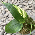 Epipremnum Pinnatum 'Yellow Variegated' (Aurea, Yellow Variegation)