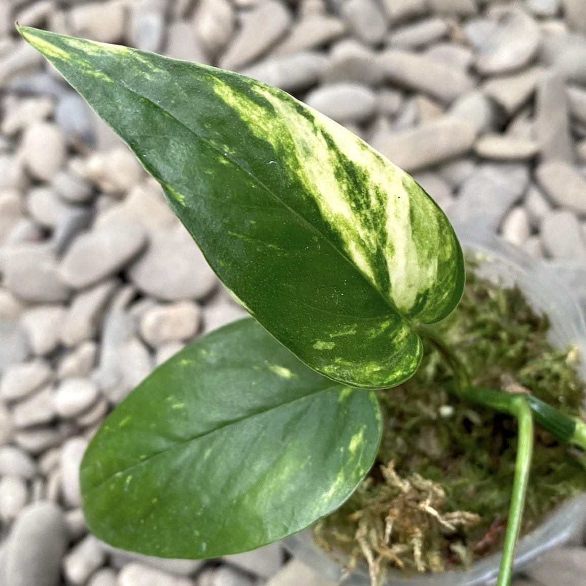 Epipremnum Pinnatum 'Yellow Variegated' (Aurea, Yellow Variegation)