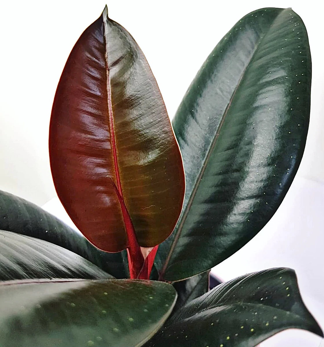 Ficus elastica ‘Abidjan’ – frunzis bordo lucios