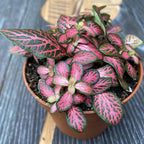 Fittonia Pink Diamond, Mosaikpflanze