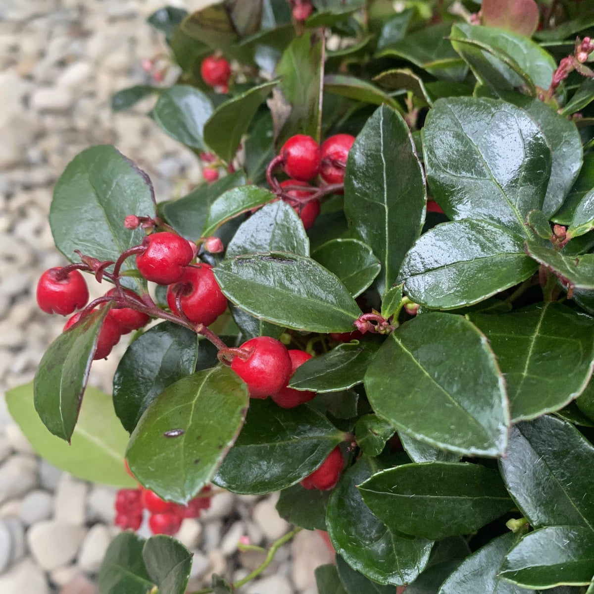 Gaultheria Procumbens 'Big Berry' - evergreen plant