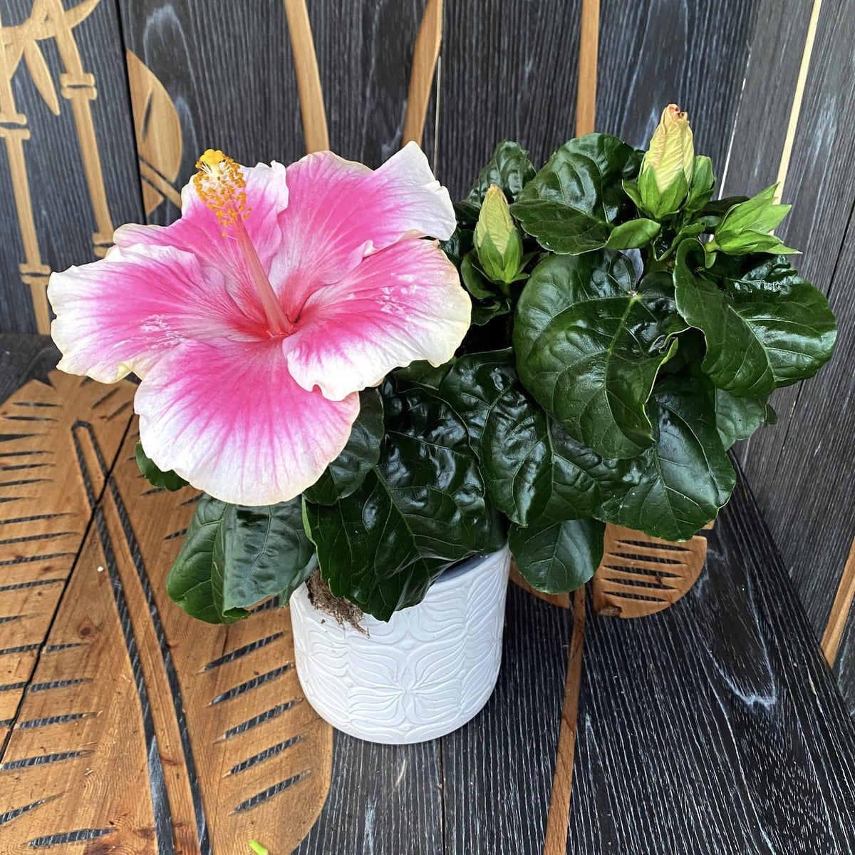 HIbiscus Tahiti - 2 plante/ghiveci