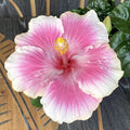 HIbiscus Tahiti - 2 plante/ghiveci