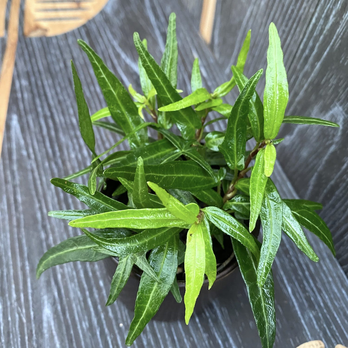 Ivy - Hedera 'Evergreen'