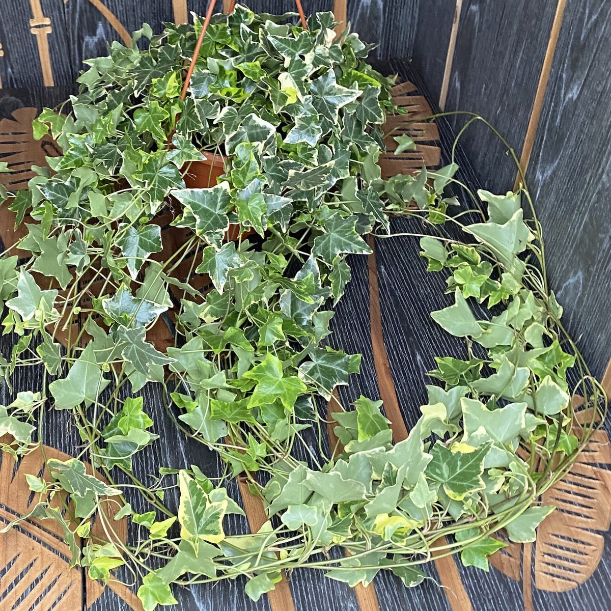 Hedera helix 'Goldchild' - bicolor trailing ivy XL