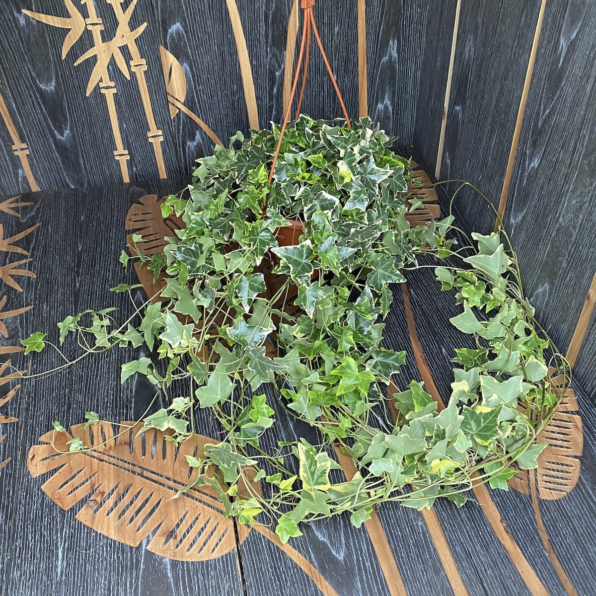 Hedera helix 'Goldchild' - bicolor trailing ivy XL