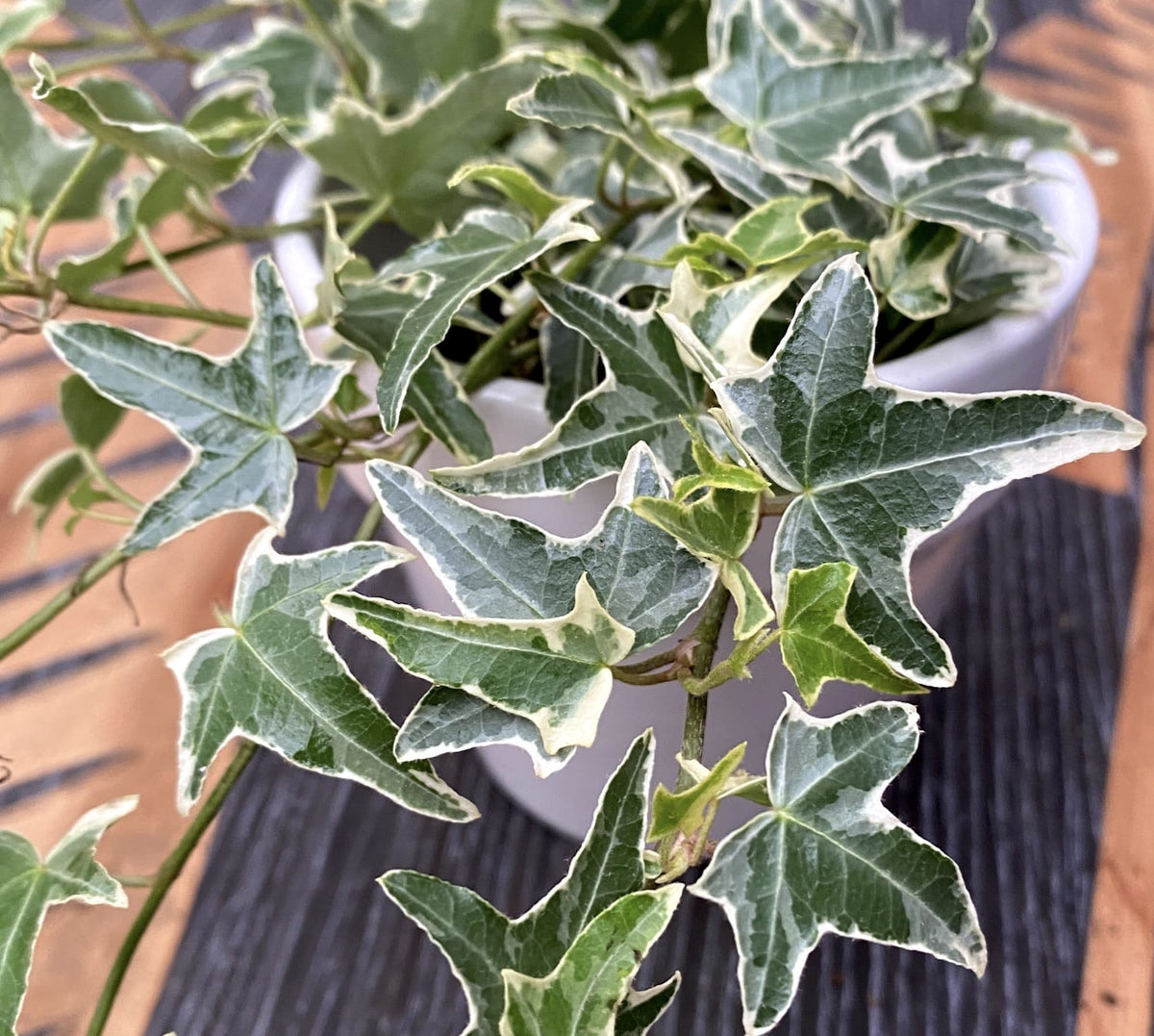 Ivy - Hedera helix 'Sagittifolia Variegata' (ivy)