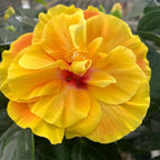 Hibiscus Long Life ‘Apollo Double’ – hibiscus with spectacular double flowers