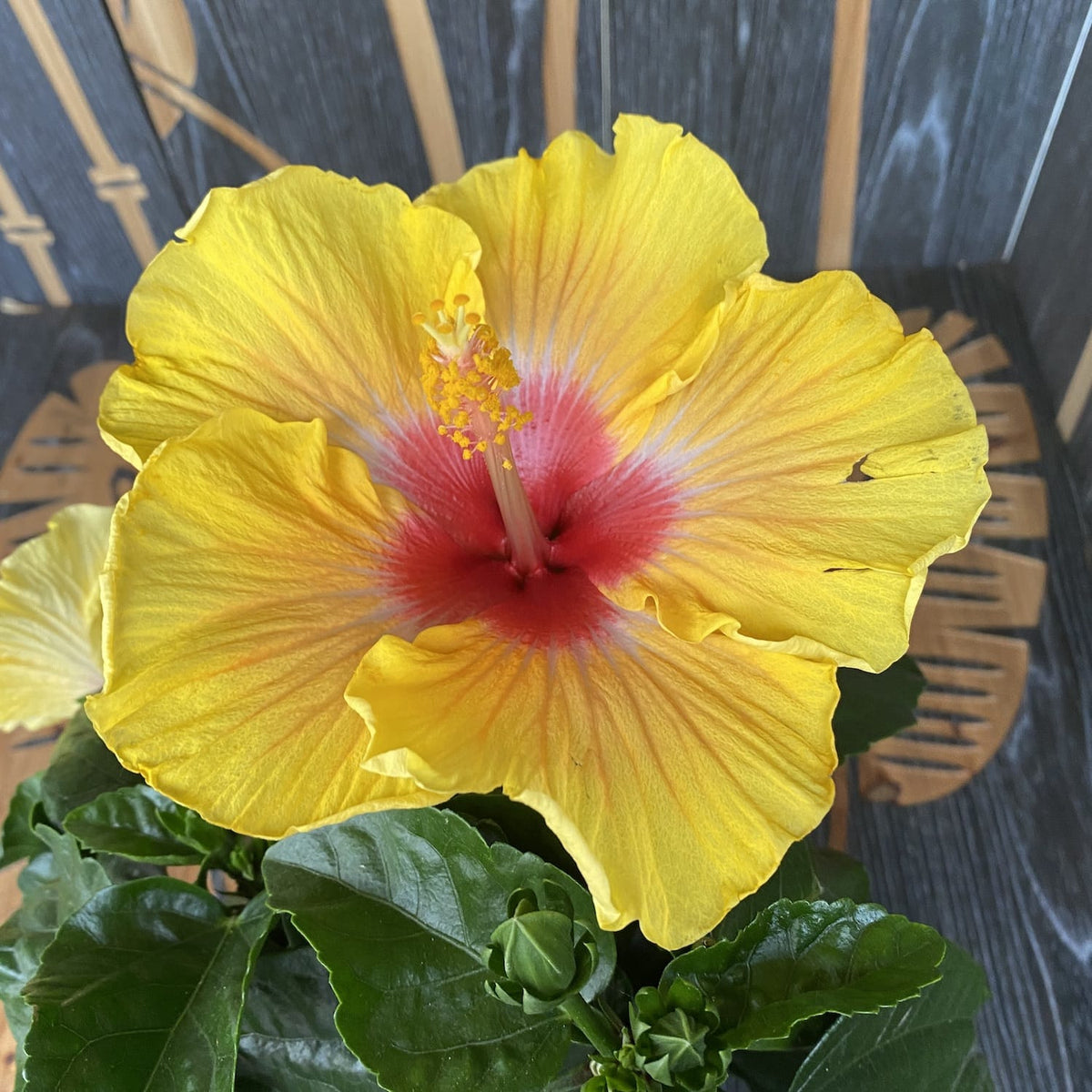 Hibiscus galben cu floarea mare (2plante/ghiveci)
