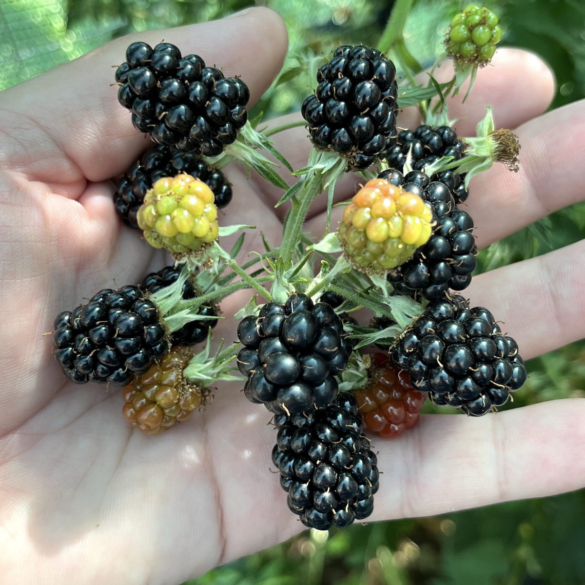 Rubus fruticosus 'Thornless Evergreen'