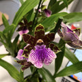Zygopetalum Bärbel Höhn *fragrant