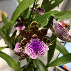 Zygopetalum Bärbel Höhn *fragrant
