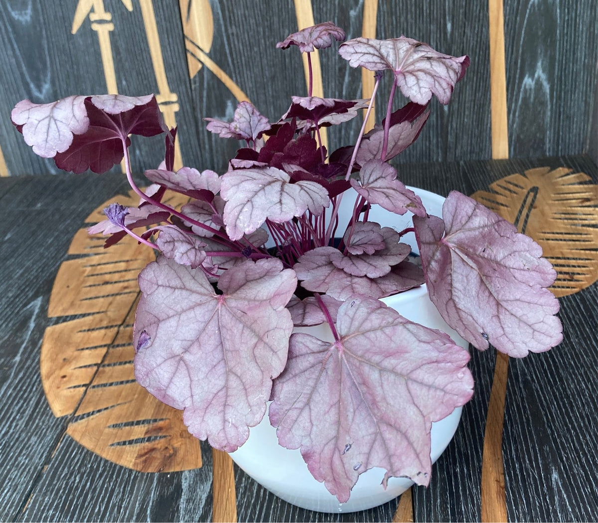 Heuchera ‘Pantera Rosa’
