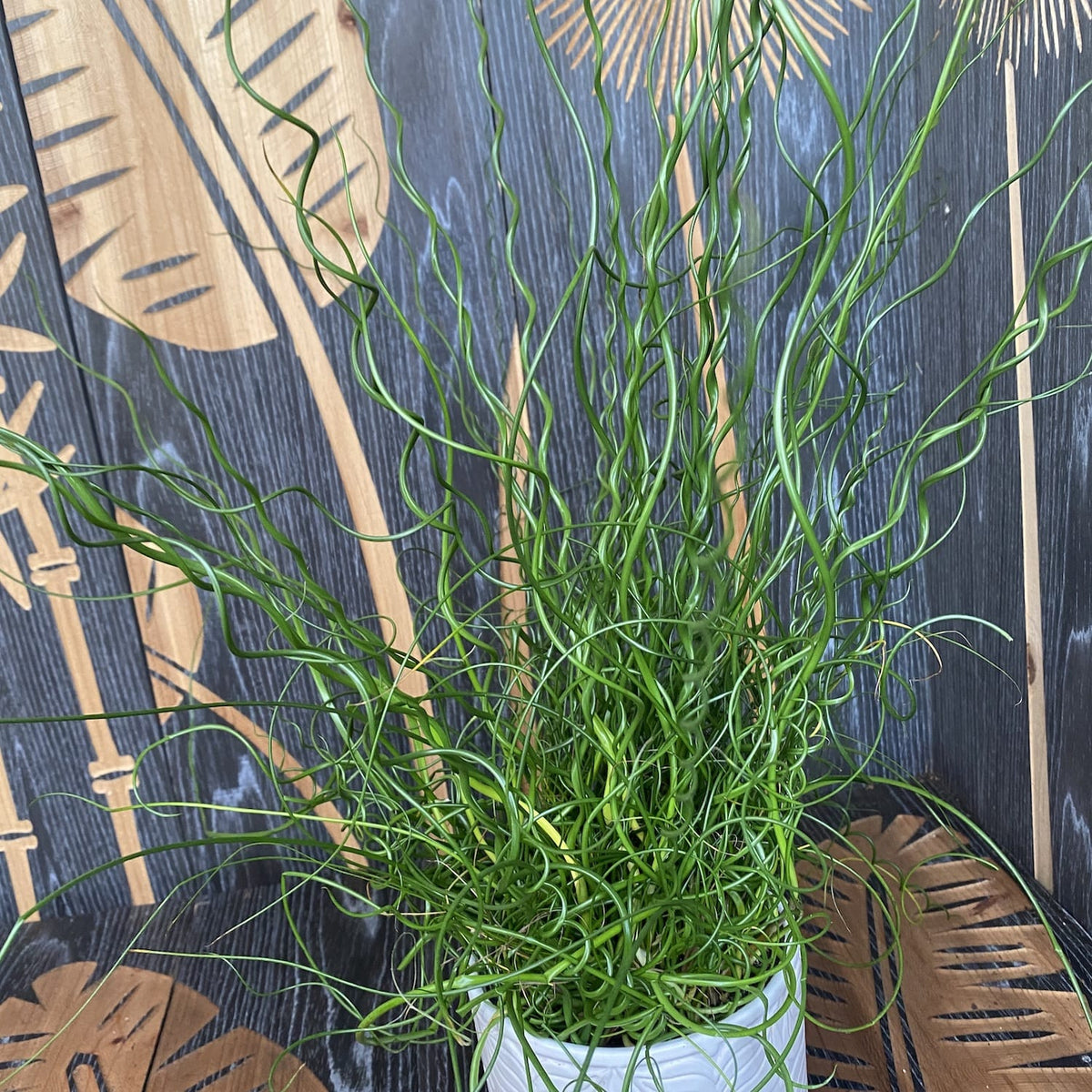 Juncus effusus 'Spiralis' (Korkenzieher-Binse)