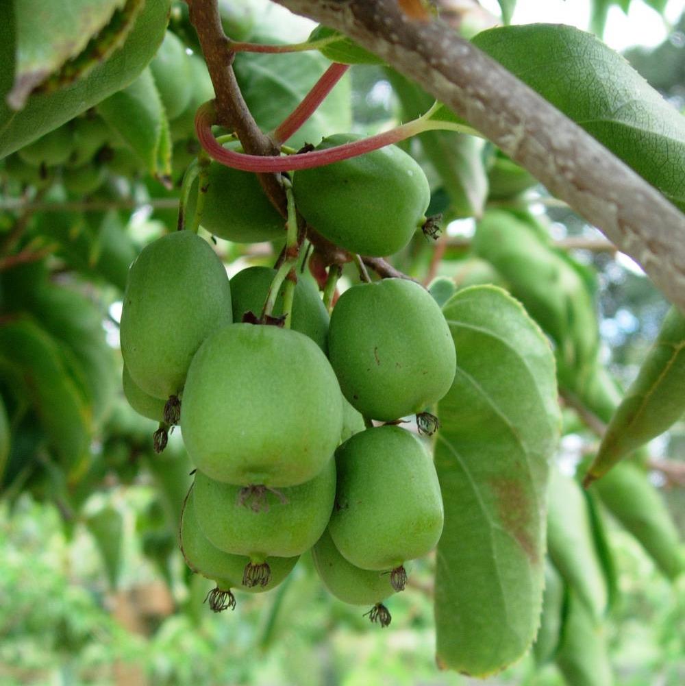 Kiwi - Actinidia arguta 'Geneva' (mini-Kiwi) D9