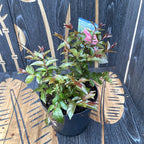 Lagerstroemia indica 'Pink Crape Myrtle' - Indyjski bławatek różowy
