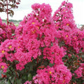 Lagerstroemia indica 'Pink Crape Myrtle' - Indyjski bławatek różowy