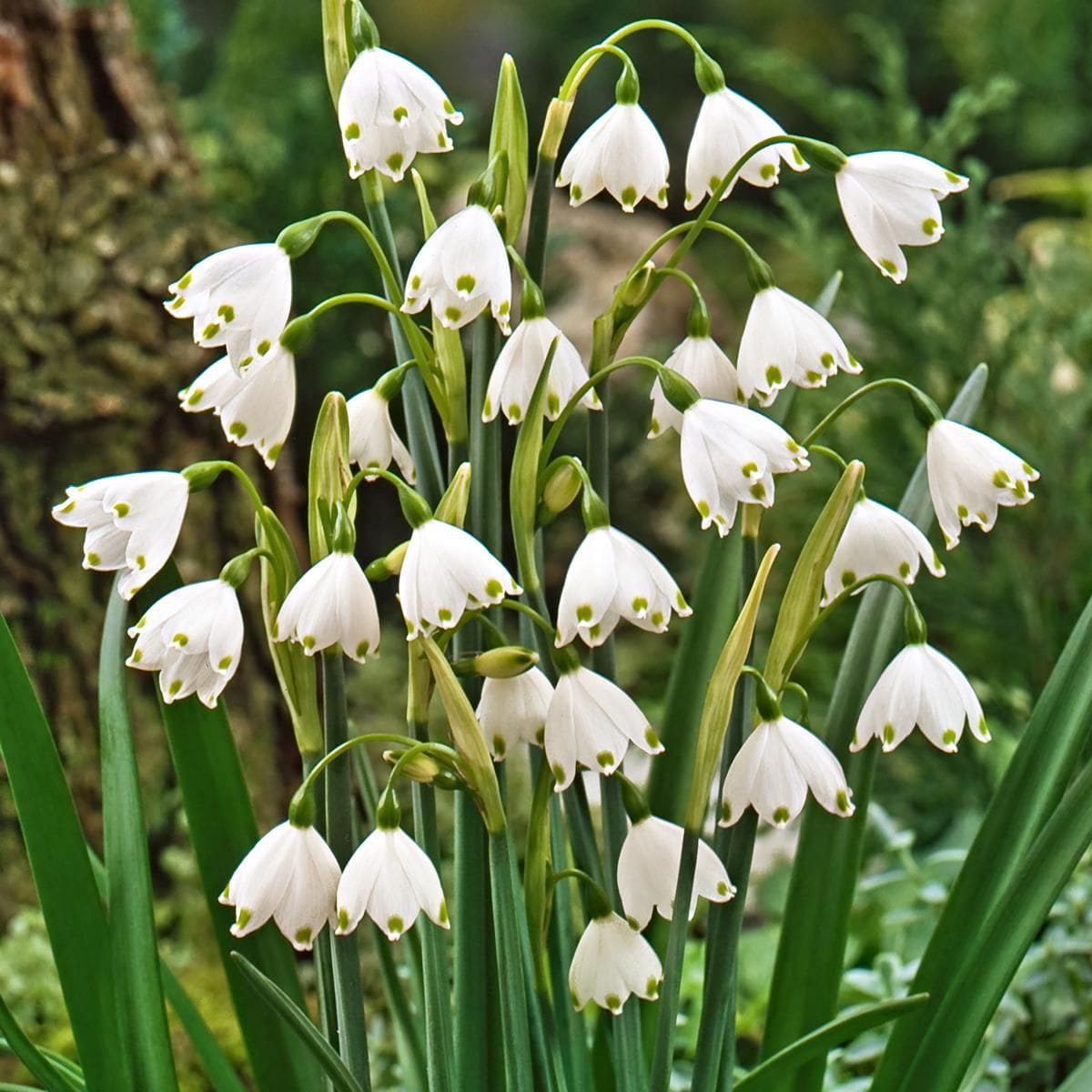 Ghiocei de vara - Leucojum aestivum