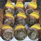 Lithops mix mini - fleurs jaunes