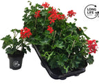 Pelargonium (Peltatum Grp) 'Balkon Red' - trailing red Tyrolean geraniums