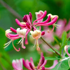 Lonicera japonica 'Red World'
