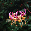 Lonicera periclymenum 'Belgica'
